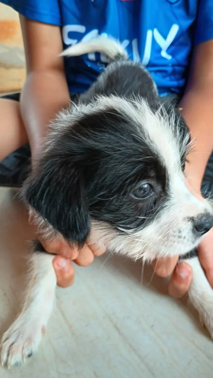 Cachorro ra a SRD-ViraLata idade 2 a 6 meses nome Não tem nome