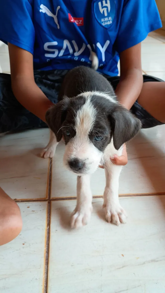 Cachorro ra a SRD-ViraLata idade 2 a 6 meses nome Não tem nome