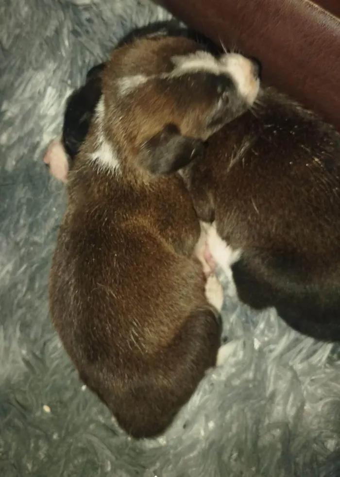 Cachorro ra a SRD-ViraLata idade Abaixo de 2 meses nome Não tem nome.