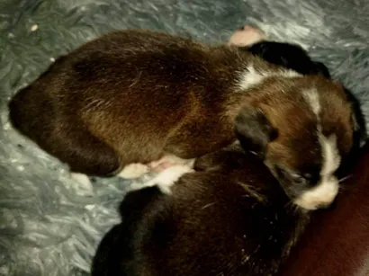 Cachorro raça SRD-ViraLata idade Abaixo de 2 meses nome Não tem nome.