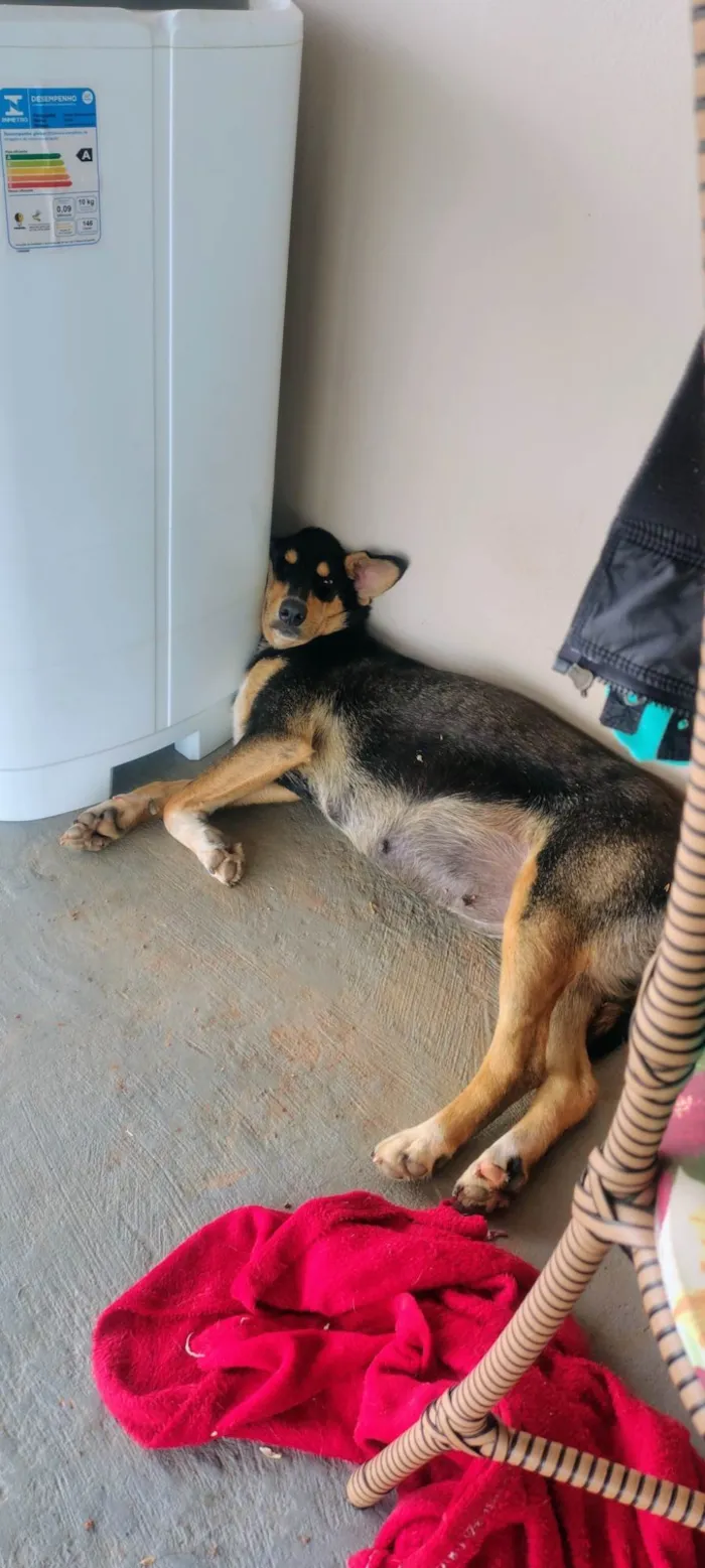Cachorro ra a SRD-ViraLata idade 1 ano nome Tutu