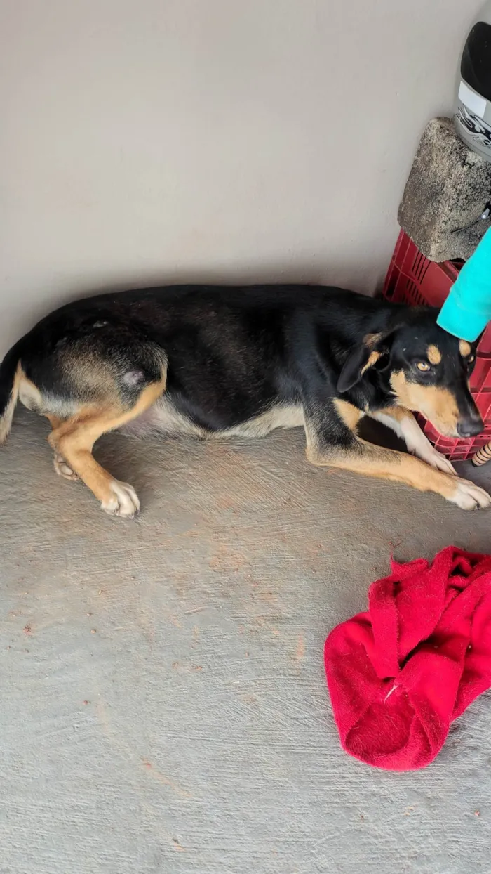 Cachorro ra a SRD-ViraLata idade 1 ano nome Tutu