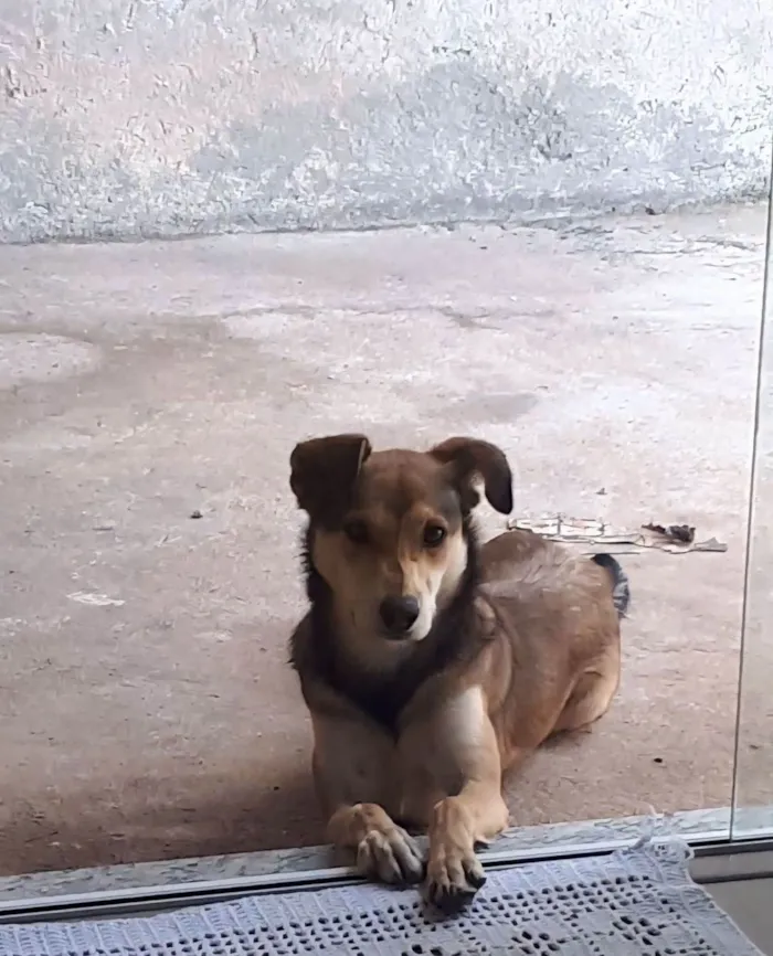 Cachorro ra a SRD-ViraLata idade 3 anos nome Amora