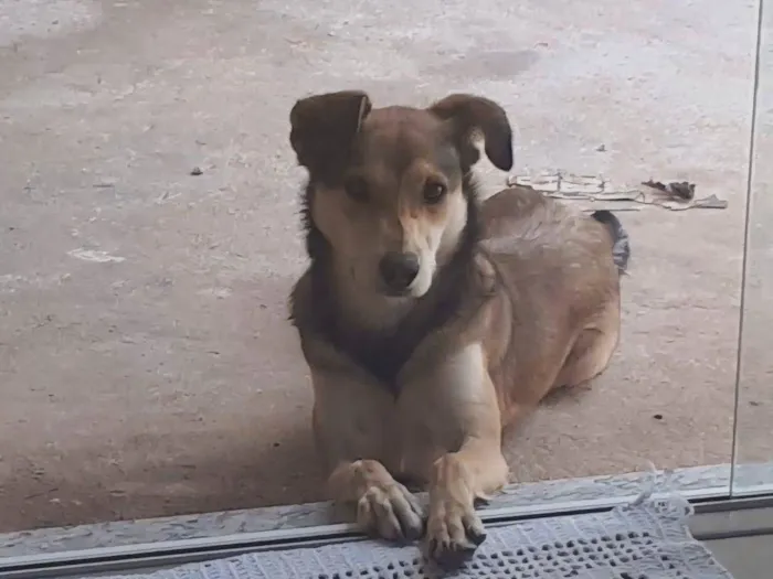 Cachorro ra a SRD-ViraLata idade 3 anos nome Amora