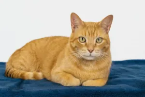 Gato raça SRD-ViraLata idade 2 anos nome Garfield