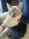 Mia