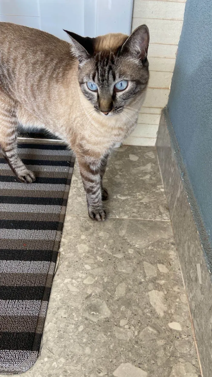 Gato ra a SRD-ViraLata idade 3 anos nome Mia