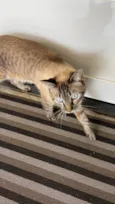 Mia