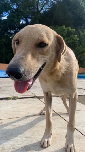 Cachorro raça SRD-ViraLata idade 2 anos nome Sem nome