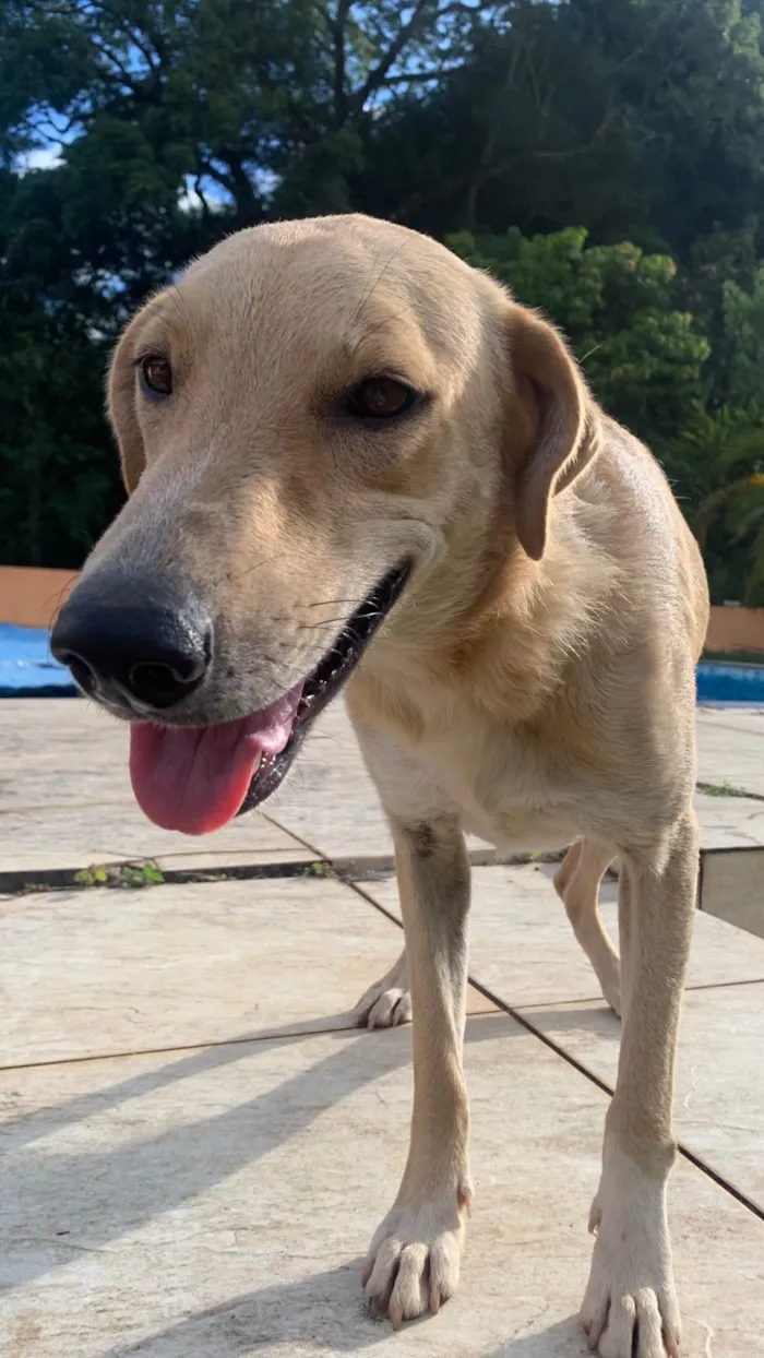Cachorro ra a SRD-ViraLata idade 2 anos nome Sem nome