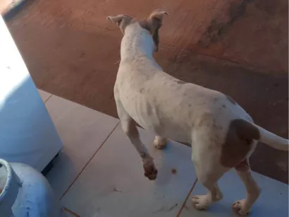 Cachorro raça Pit-Bull idade 1 ano nome Zeus 