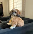 benji