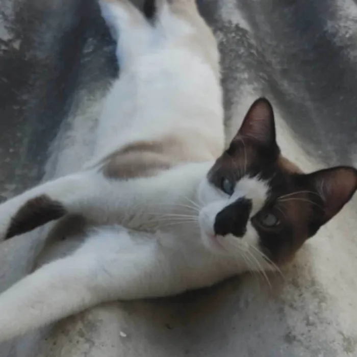 Gato ra a SRD-ViraLata idade 1 ano nome Mocca