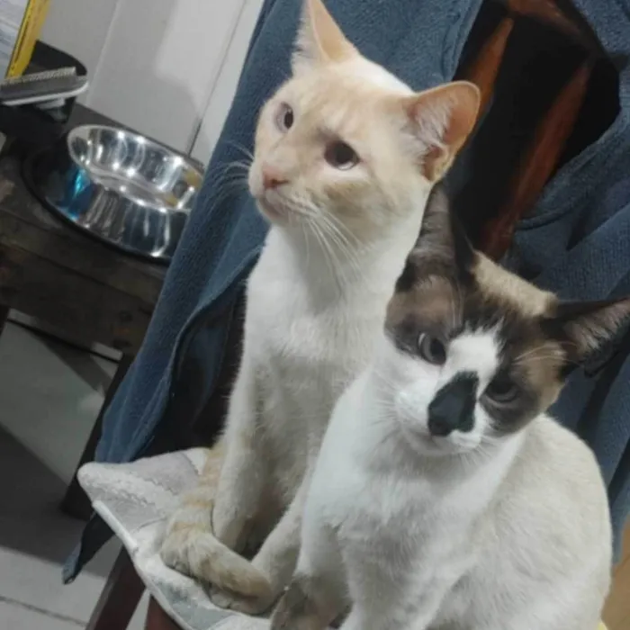 Gato ra a SRD-ViraLata idade 1 ano nome Mocca