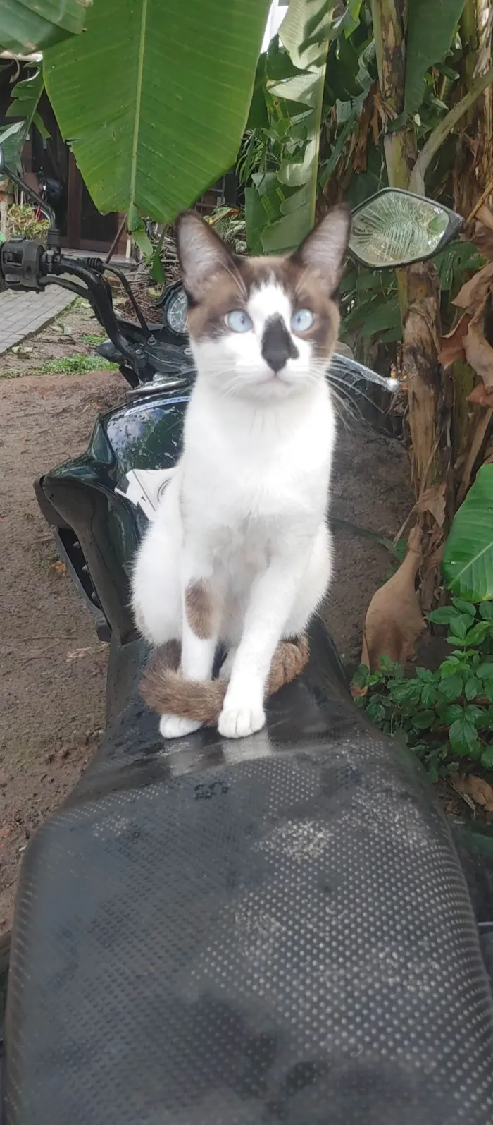 Gato ra a SRD-ViraLata idade 1 ano nome Mocca