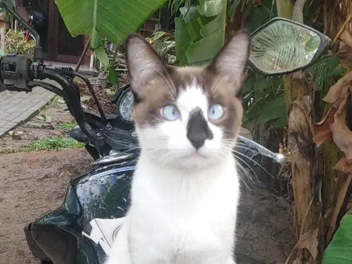 Gato ra a SRD-ViraLata idade 1 ano nome Mocca