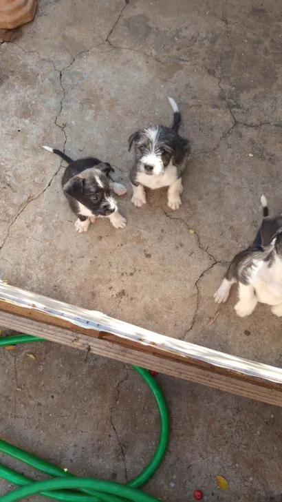 Cachorro raça Pit-Bull idade 2 a 6 meses nome Não tem nome