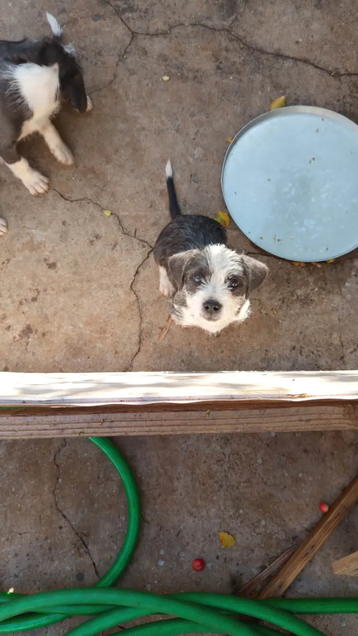 Cachorro ra a Pit-Bull idade 2 a 6 meses nome Não tem nome