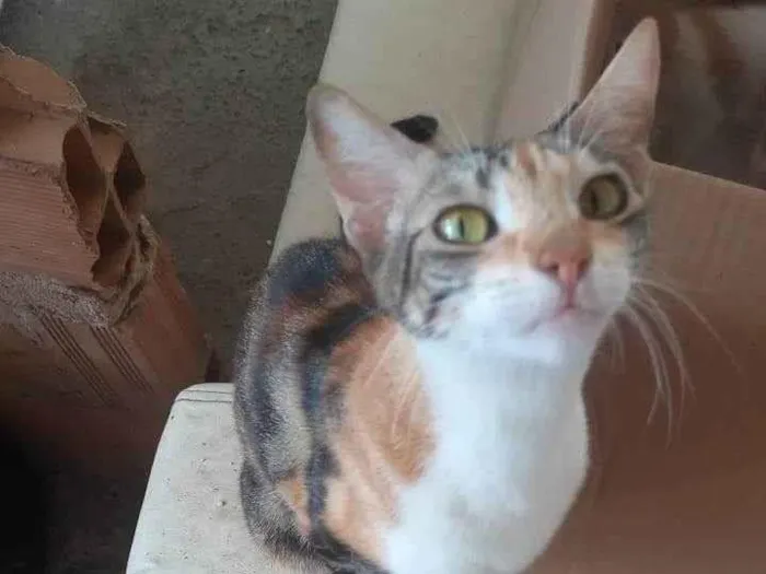 Gato raça SRD-ViraLata idade 2 anos nome Melzinha