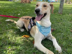 Cachorro raça SRD-ViraLata idade 2 anos nome Apóllo 