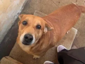 Cachorro raça SRD-ViraLata idade 6 ou mais anos nome Bruce
