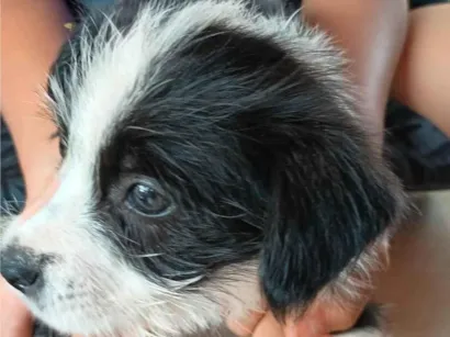 Cachorro raça SRD-ViraLata idade 2 a 6 meses nome Não tem nome