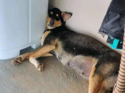 Cachorro raça SRD-ViraLata idade 1 ano nome Tutu