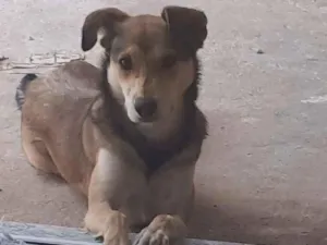 Cachorro raça SRD-ViraLata idade 3 anos nome Amora
