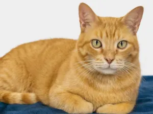 Gato raça SRD-ViraLata idade 2 anos nome Garfield