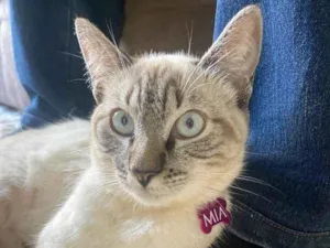 Gato raça SRD-ViraLata idade 3 anos nome Mia