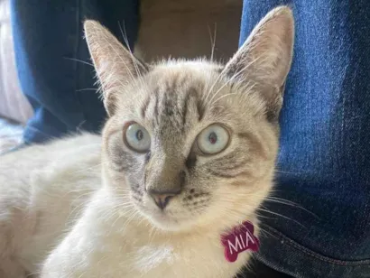 Gato raça SRD-ViraLata idade 3 anos nome Mia