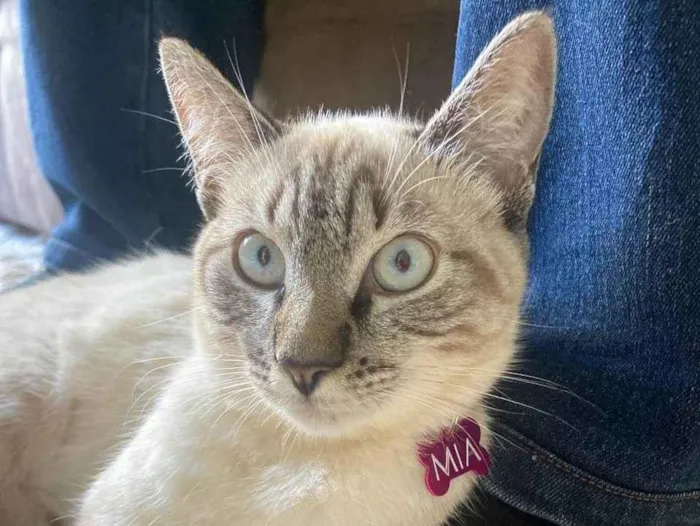 Gato ra a SRD-ViraLata idade 3 anos nome Mia