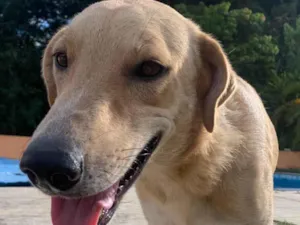 Cachorro raça SRD-ViraLata idade 2 anos nome Sem nome