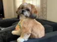 benji