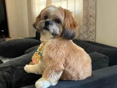 Cachorro raça Shitzu idade 1 ano nome benji