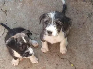 Cachorro raça Pit-Bull idade 2 a 6 meses nome Não tem nome