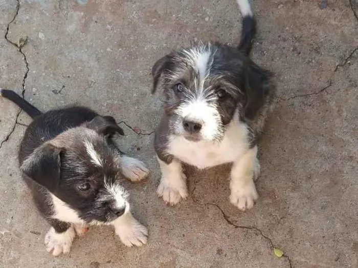 Cachorro ra a Pit-Bull idade 2 a 6 meses nome Não tem nome