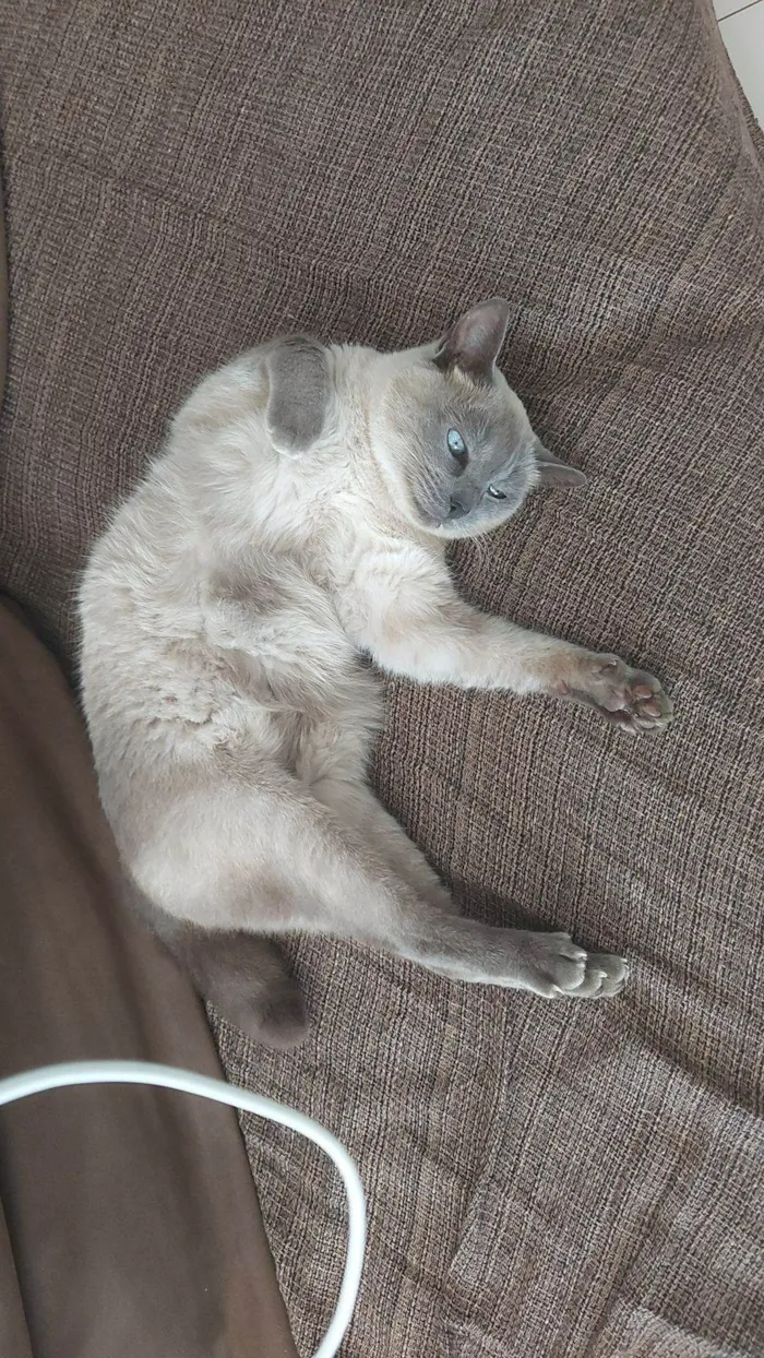 Gato ra a SRD-ViraLata idade 6 ou mais anos nome Cookie