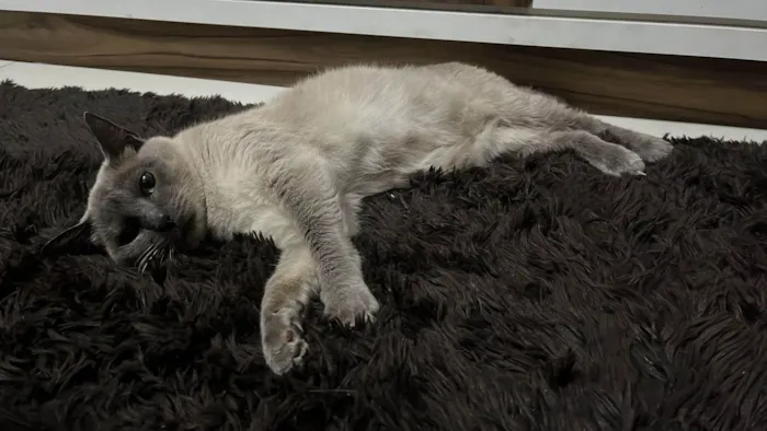 Gato ra a SRD-ViraLata idade 6 ou mais anos nome Cookie