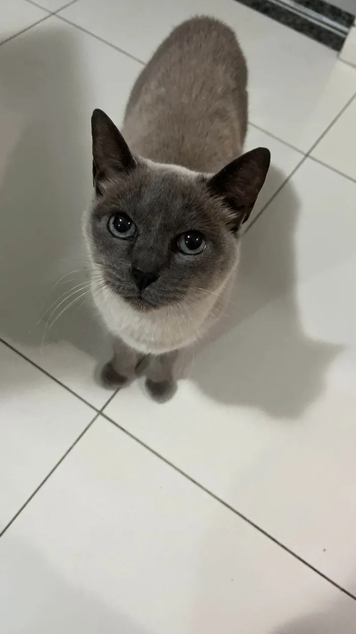 Gato ra a SRD-ViraLata idade 6 ou mais anos nome Cookie