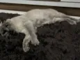 Cookie