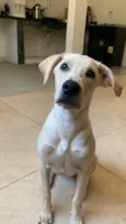 chico