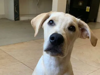 Cachorro raça SRD-ViraLata idade 7 a 11 meses nome chico