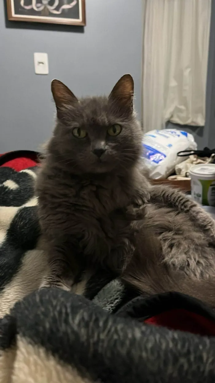 Gato ra a Persa idade 6 ou mais anos nome Noora
