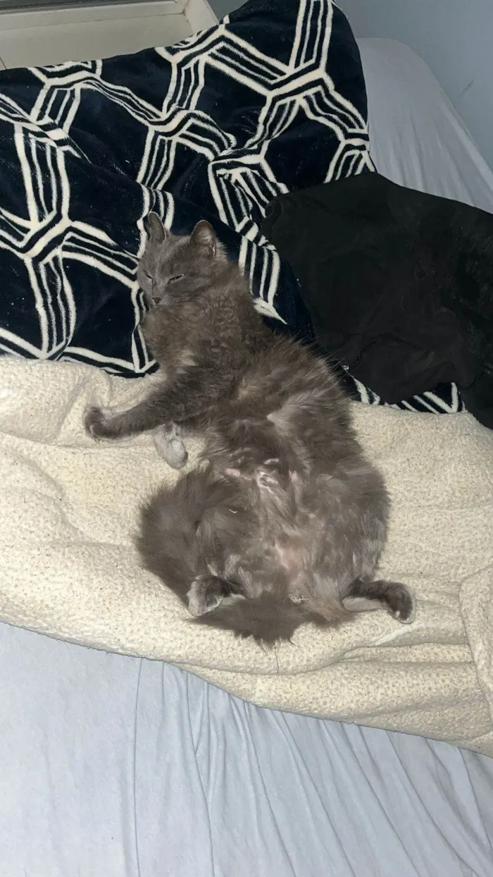 Gato ra a Persa idade 6 ou mais anos nome Noora