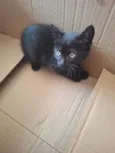 Gata