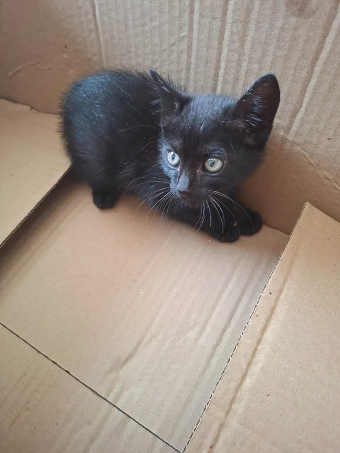 Gato ra a SRD-ViraLata idade Abaixo de 2 meses nome Gata
