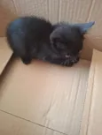 Gata
