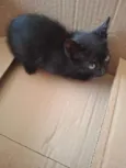 Gata