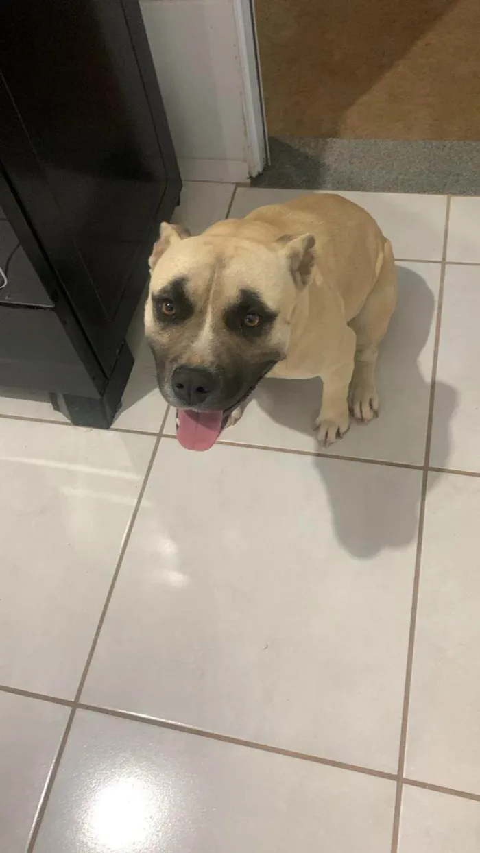 Cachorro ra a Pit-Bull idade 2 anos nome Kiara